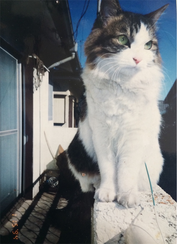 宇宙猫ちぃちゃんの思い出 限りなく透明に近いふつう