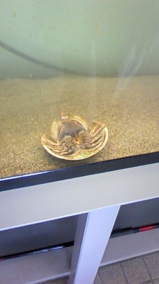 f:id:ninjicarrot:20100503150513j:image