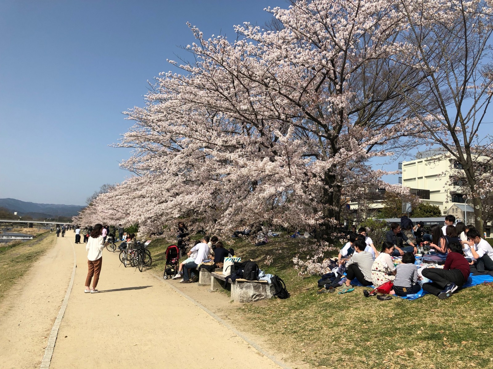 f:id:ninjinkun:20180331143834j:plain