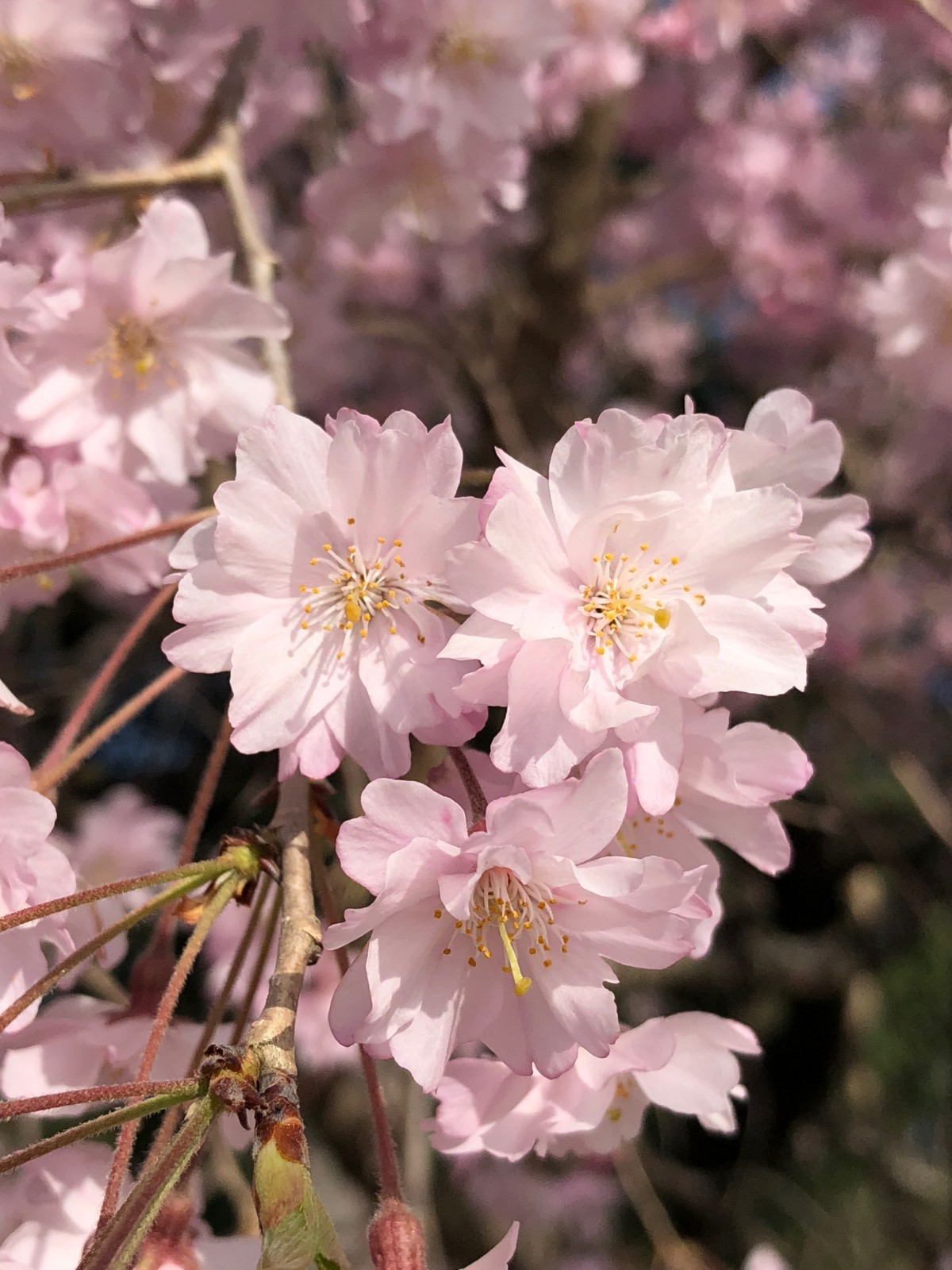 f:id:ninjinkun:20180331154340j:plain