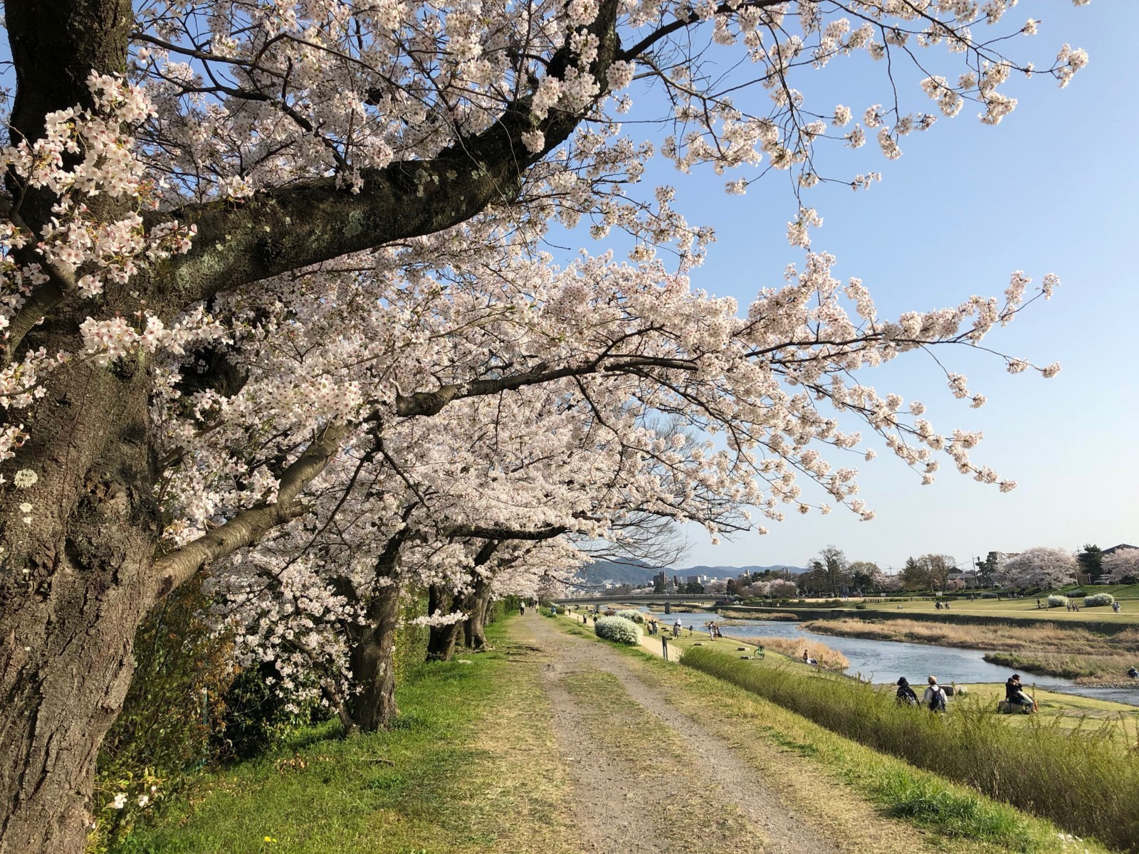 f:id:ninjinkun:20180331155752j:plain