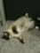 うちの猫。玄関にて