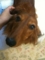 でかくなったうちの犬を見せようかと思ったけどうまいこと撮れなかっ