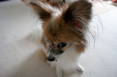 f:id:nino_hisako:20100909135525j:image