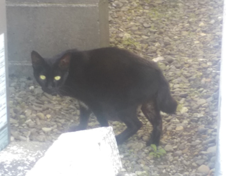 f:id:ninosan:20160729121525j:plain