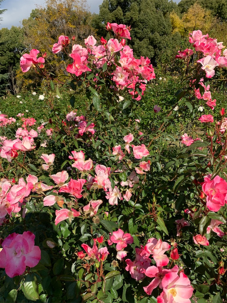 f:id:nippon-henro:20251129141450j:image