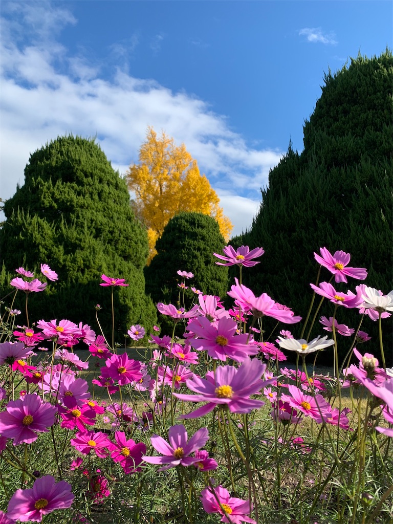 f:id:nippon-henro:20251129141518j:image