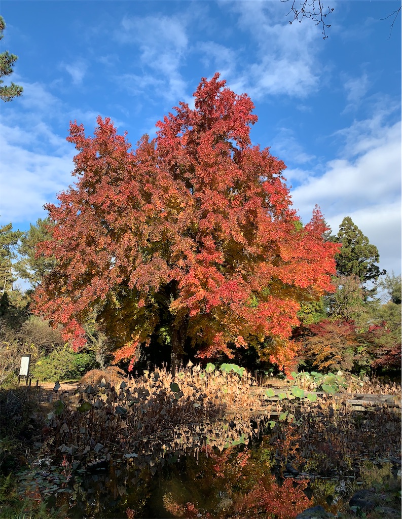 f:id:nippon-henro:20251129141542j:image