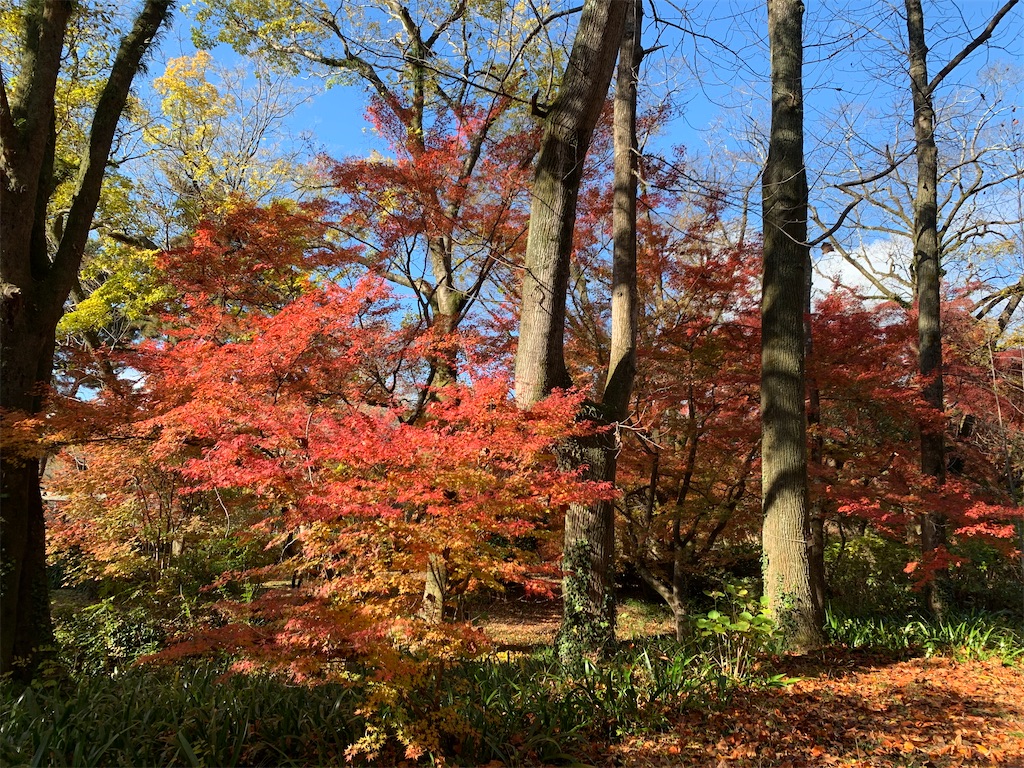 f:id:nippon-henro:20251129141623j:image