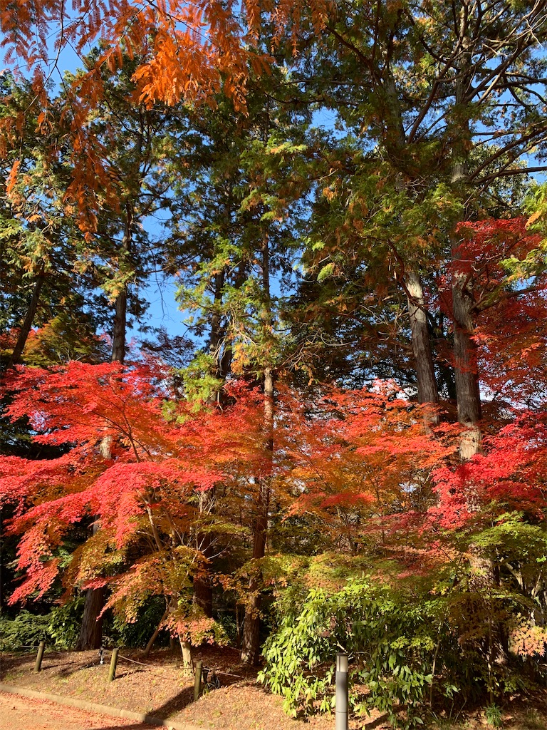 f:id:nippon-henro:20251129141736j:image