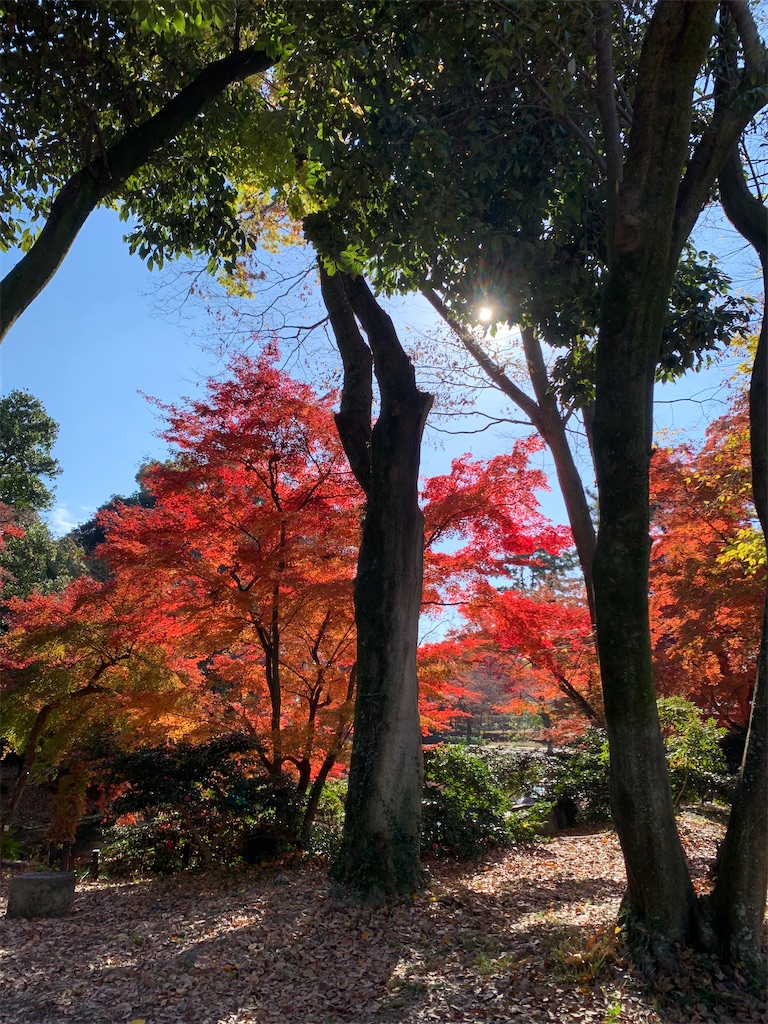 f:id:nippon-henro:20251129142004j:image