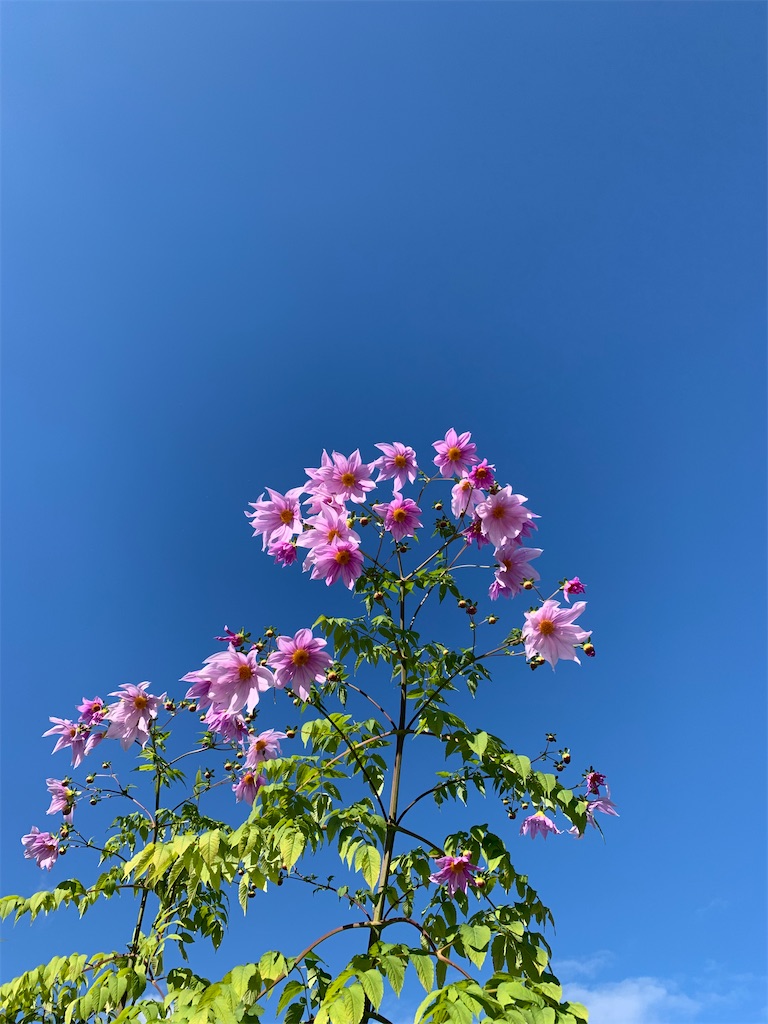 f:id:nippon-henro:20251129142008j:image