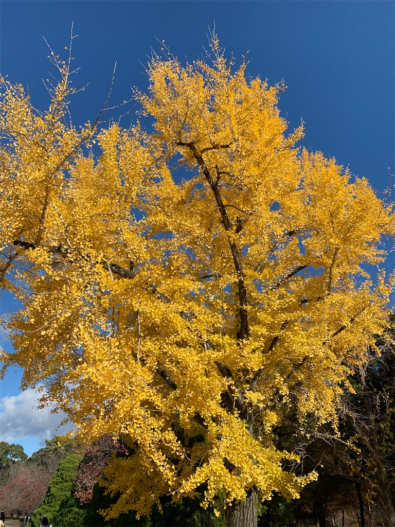 f:id:nippon-henro:20251129142012j:image