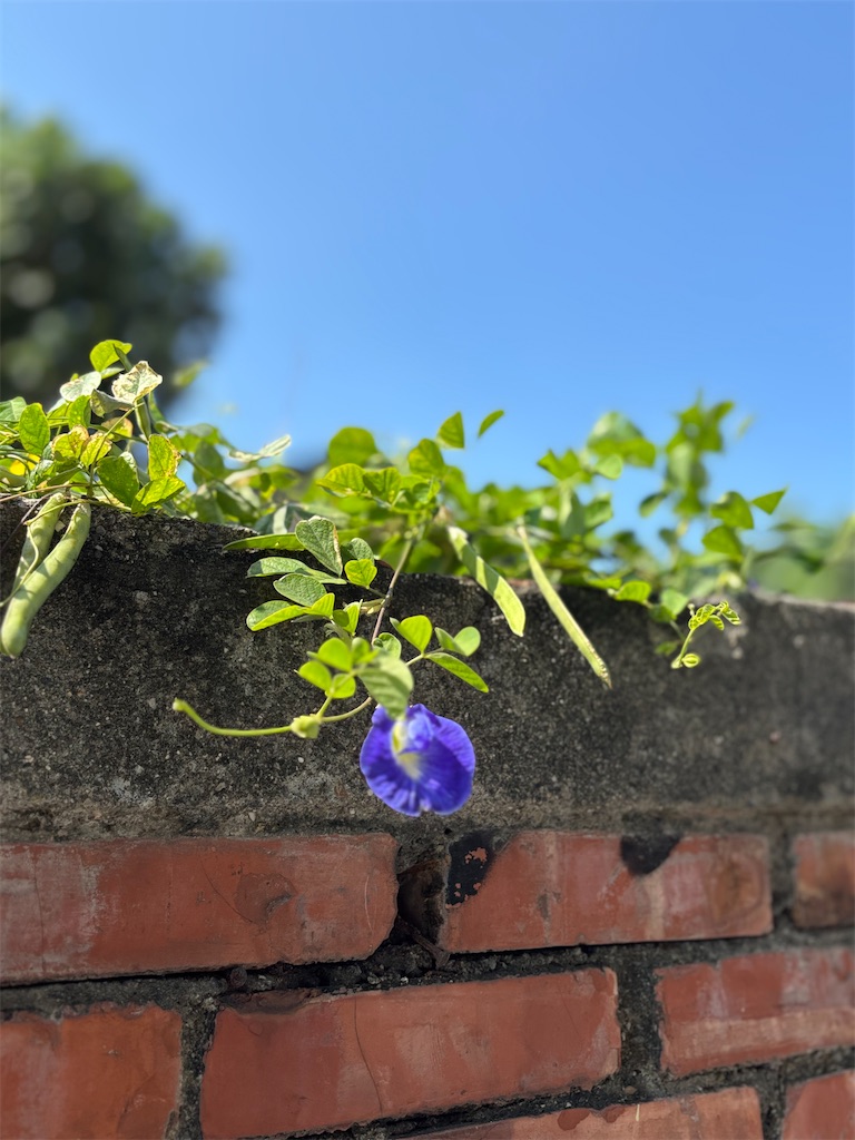f:id:nira58:20260420185121j:image