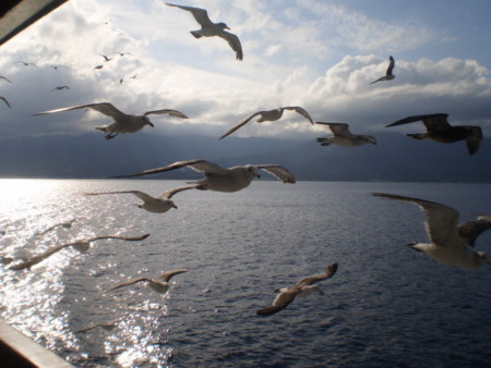 f:id:nised:20120804073908j:image:w160