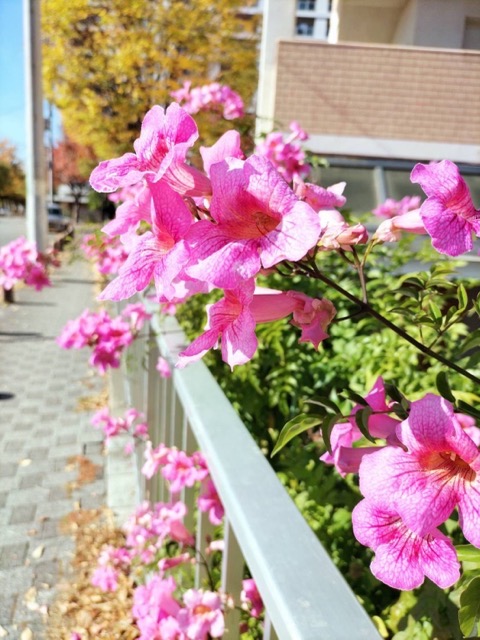Jr西宮 歩道で見つけたピンクノウゼンカズラの花に癒されて 西宮さんぽ ご近所情報