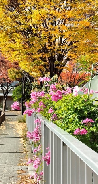 Jr西宮 歩道で見つけたピンクノウゼンカズラの花に癒されて 西宮さんぽ ご近所情報