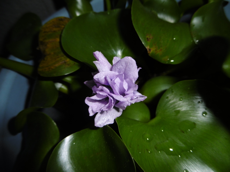 f:id:nishi1256:20141115154002j:image