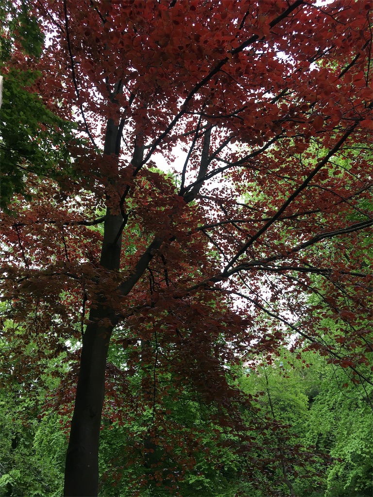 f:id:nishib:20190509142553j:image f:id:nishib:20190509142553j:image