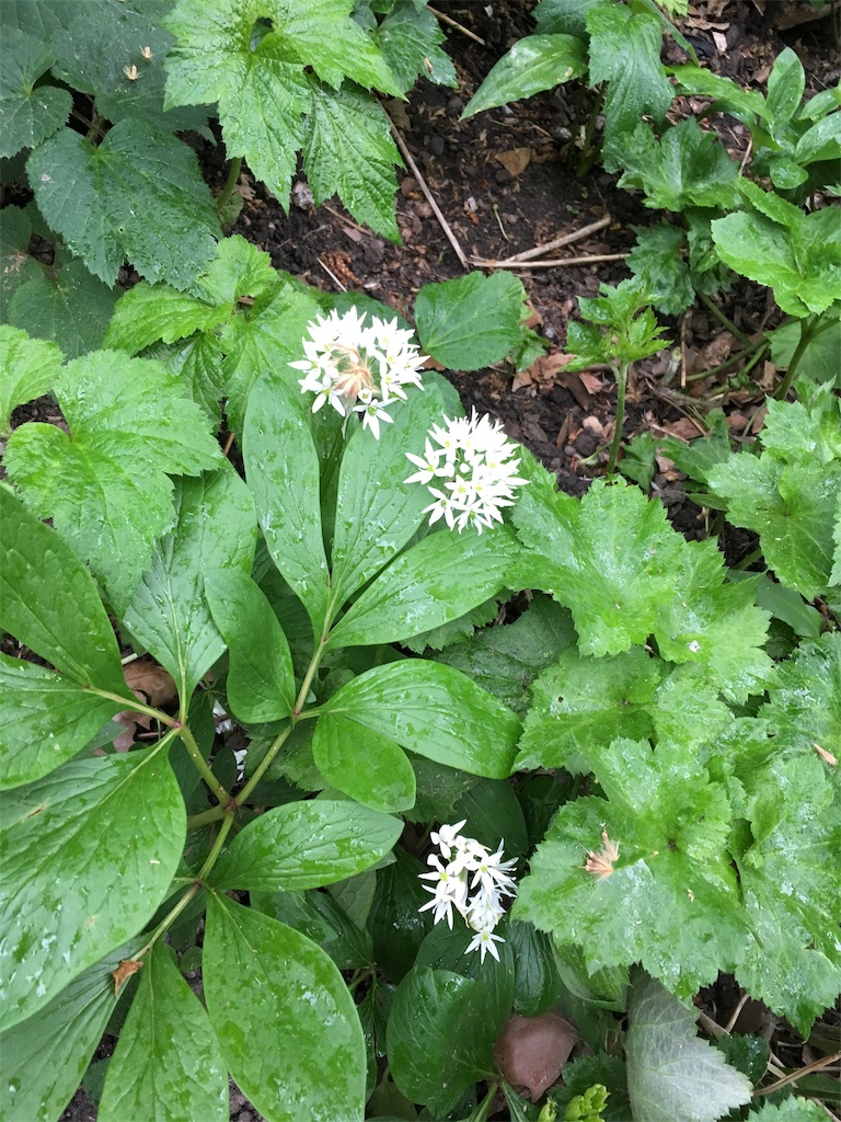 f:id:nishib:20190509142614j:image f:id:nishib:20190509142614j:image