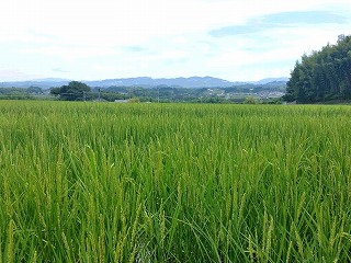 f:id:nishikikg:20160816193734j:plain f:id:nishikikg:20160816193734j:plain