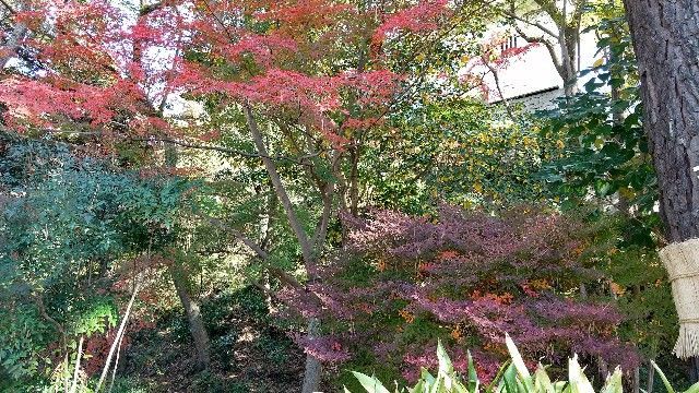 f:id:nishiokaninja:20221125185054j:image