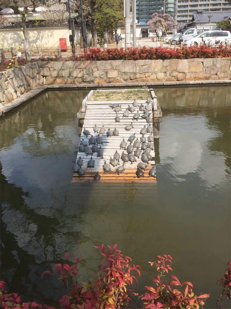 f:id:nishiokashizuko:20190316163205j:image