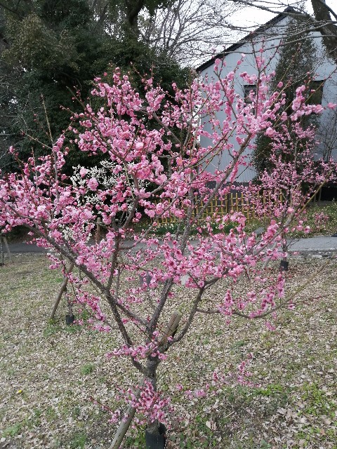 f:id:nishiokashizuko:20250310000759j:image