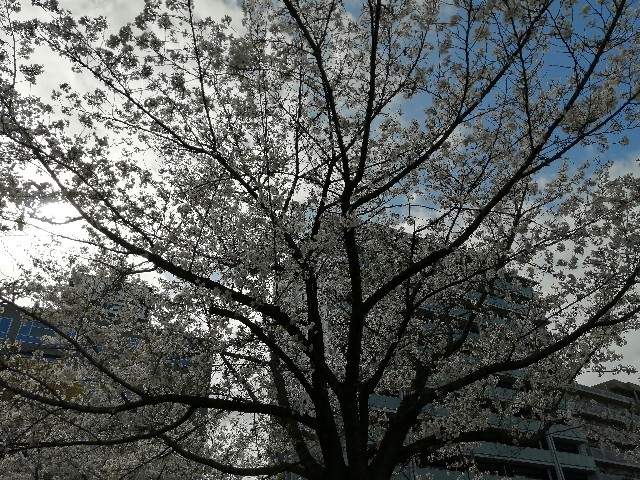 f:id:nishiokashizuko:20260405191126j:image