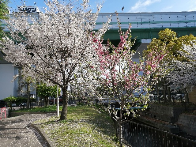 f:id:nishiokashizuko:20260405191137j:image