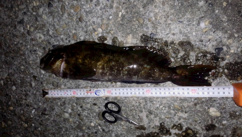 f:id:nishiosaka:20140303232634j:image