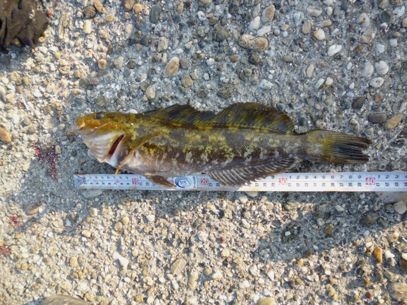 f:id:nishiosaka:20140303233103j:image