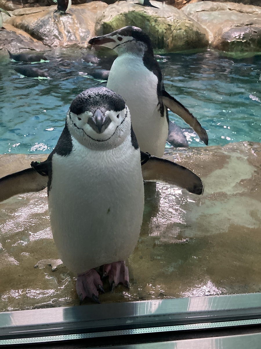 超貴重昭和レトロNational ナショナル piyopiyo ペンギンライト鳥 ときめきのパステルライト ペンギン型ライト 陶器 KG333