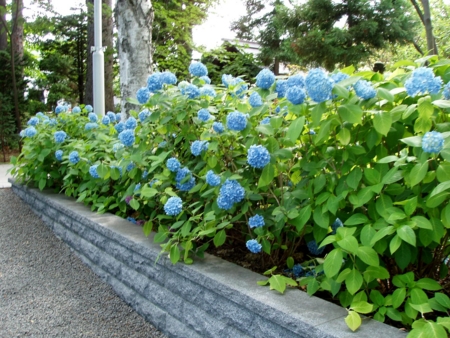 境内の紫陽花