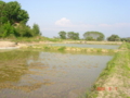 松澤家の水田