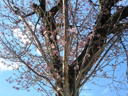 令和2年4月30日　西野神社境内で開花した桜