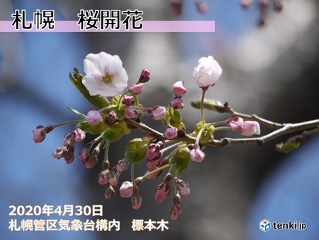 札幌で桜が開花しました