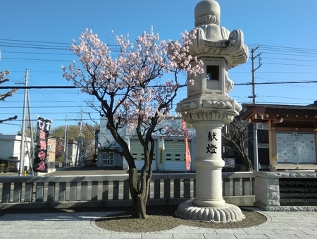 令和2年5月初旬　西野神社の梅