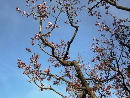 令和2年5月初旬 西野神社の梅