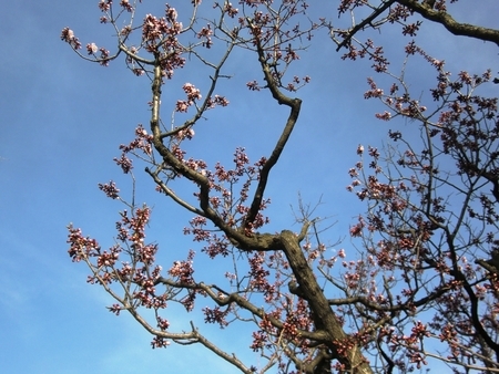 令和2年5月初旬　西野神社の梅