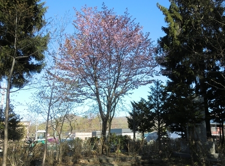 令和2年5月初旬 西野神社の桜