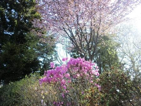 令和2年5月初旬 西野神社の桜