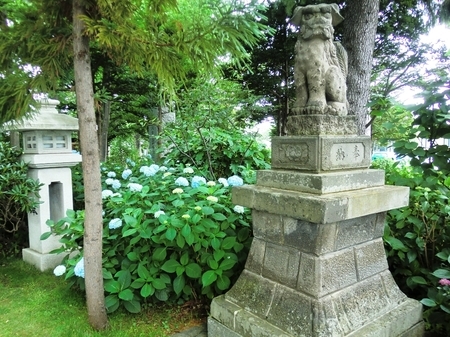 令和2年7月 西野神社境内の紫陽花