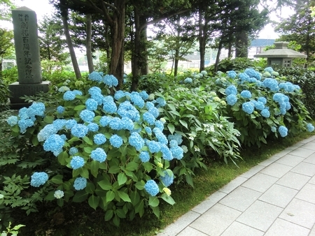 令和2年7月 西野神社境内の紫陽花