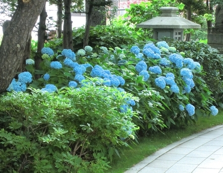令和2年7月 西野神社境内の紫陽花
