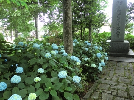 令和2年7月 西野神社境内の紫陽花