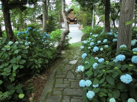 令和2年7月 西野神社境内の紫陽花