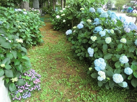 令和2年7月 西野神社境内の紫陽花