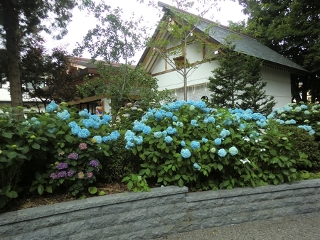 令和2年7月 西野神社境内の紫陽花