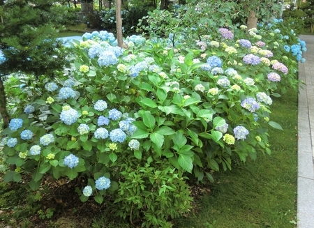 令和2年7月 西野神社境内の紫陽花
